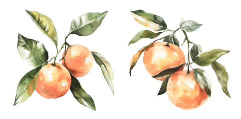 Oranges on branch with leaves
