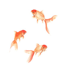 Fototapeta premium Watercolor illustration of goldfish swimming on white background