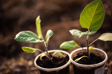 Two eggplant seedlings in plastic glasses on blurred brown background. Green sprouts growing. Young...
