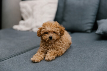 A Maltipoo dog is lying on the sofa. 