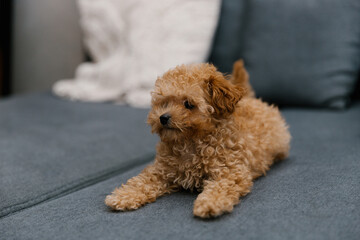 A Maltipoo dog is lying on the sofa. 