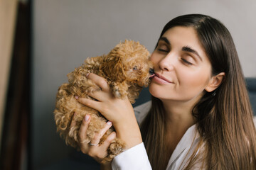 Small pedigree puppy licks face of owner. Maltipoo dog. Lifestyle concept. 