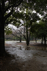 Rainy and wet day in the park.