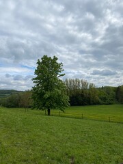 Spring meadow in the Wetterau region