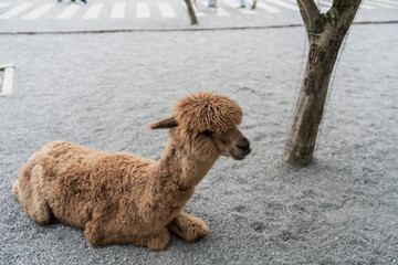 a young brown alpaca sitting on the ground