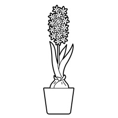 Hyacinth in pot. Spring flower, bulbous plant. Outline illustration, design elements