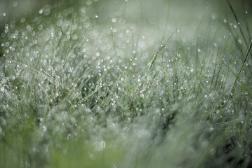 Fresh green grass with dew drops in morning sunlight.