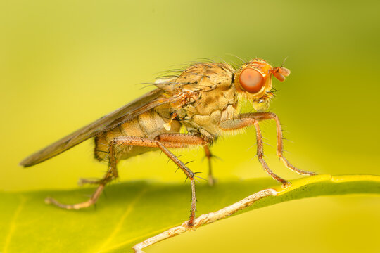 Small colorful fly making bubble resting on a leaf on a spring afternnoon