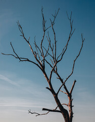 dry tree against the sky 