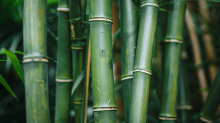 Bamboo stems in greenhouse closeup