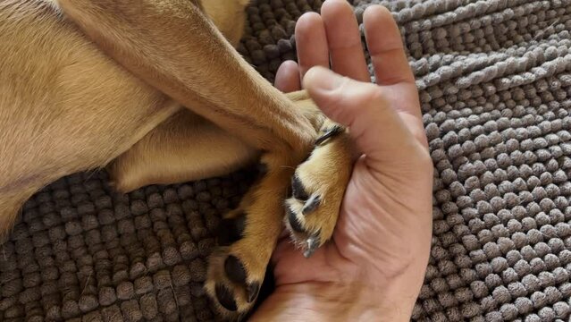 mano di uomo che accarezza zampe di cane, man's hand petting dog's paws