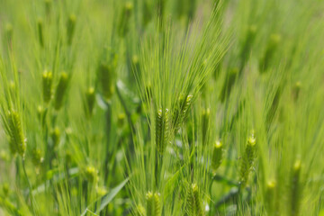 鮮やかに元気よく育つ、青々とした若い大麦の穂（自然光＋マクロ接写写真）