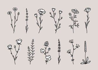 Wild vector flowers set, herbs and field plant - 802162299