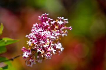 Close-up of pink blossom of Syringa Pubescens Turcz bush at Swiss City of Zürich on a sunny spring noon. Photo taken May 1st, 2024, Zurich, Switzerland.