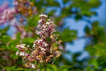 Close-up of pink blossom of Syringa Pubescens Turcz bush at Swiss City of Zürich on a sunny spring...