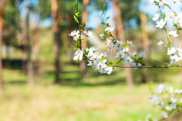 Cherry tree with white flowers in bloom in forest
