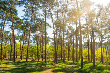 Green forest with green trees, green forest landscape