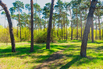 Green forest with green trees, green forest landscape