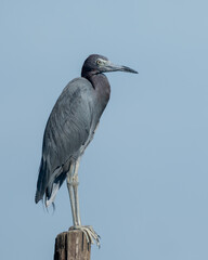 Little Blue Heron Perched on a stump