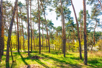 Green forest with green trees, green forest landscape
