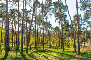 Naklejka premium Green forest with green trees, green forest landscape