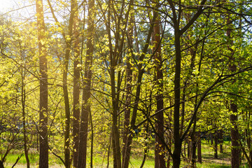Green forest with green trees, green forest landscape