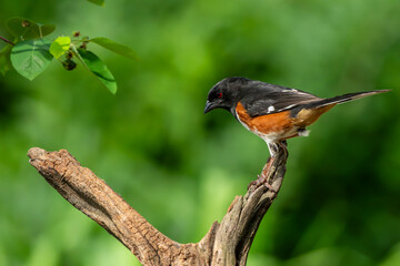 Towhee Perched on a branch