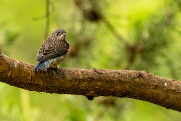 Bluebird fledgling perched on a tree branch
