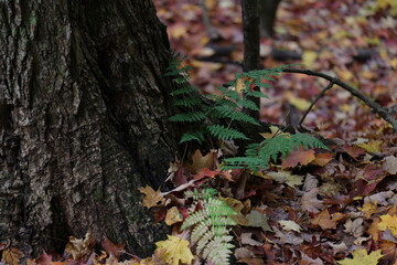 belle scène d'automne, vue sur une petite fougère au pied d'un arbre au sol recouvert d'érable