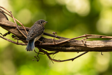 Bluebird fledgling perched on a tree branch