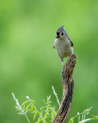 Tufted Titmouse Perched on a Tree Branch
