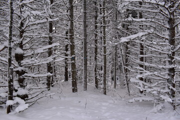 A snow-covered coniferous forest, Sainte-Apolline, Québec, Canada