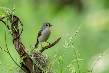 Tufted Titmouse Perched on a Tree Branch