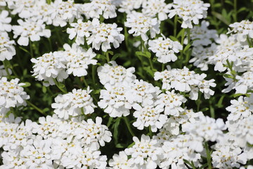 White flowers of iberis sempervirens shrub. Evergreen candytuft or perennial candytuft.
