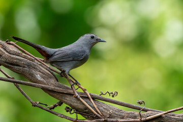 Gray Catbird Perched on a Tree Branch
