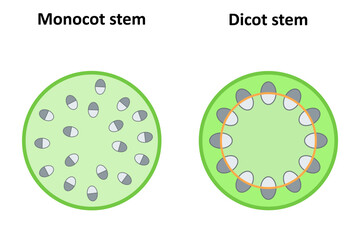 Monocot and dicot stems. Diagram.