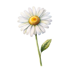 Watercolor Birth Month April Flower Daisy Clipart on transparent background illustration