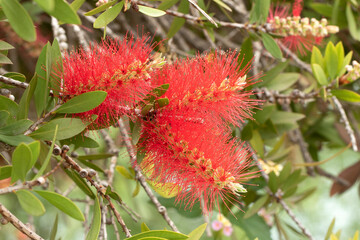 Weeping bottlebrush flowers (Callistemon viminalis) in springtime