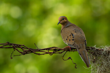 Mourning Dove Perched on a wire