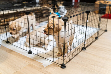 puppies in a cage