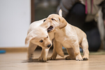puppy playing with a dog