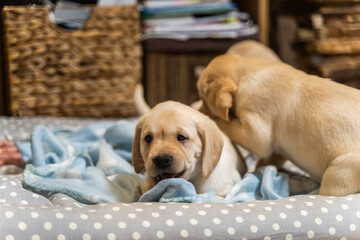 golden retriever puppies