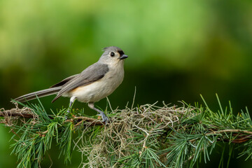 Tufted Titmouse Perched on Spanish Moss