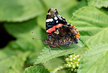A beautiful red admiral butterfly (Vanessa atalanta) perching on leaves