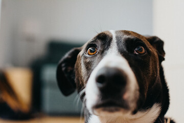 Attentive dog waiting for a prize