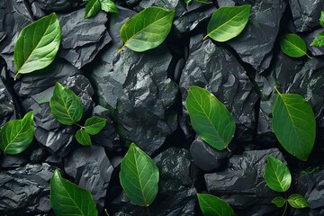 Green leaves on black stone background,  Flat lay, top view
