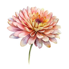 Watercolor Birth Month November Flower Chrysanthemum  Clipart on transparent background illustration