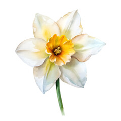 Obraz na płótnie Canvas Watercolor Birth Month March Flower Daffodil Clipart on transparent background illustration