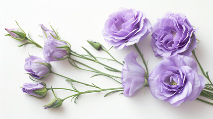 Beautiful Eustoma flowers on white background