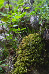 plantas del boque